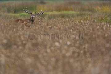Male red deer roaring in autumn Spain