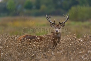 Male red deer careful around during the bellow Spain