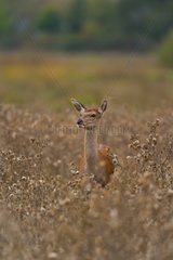 Red deer hind careful around during the bellow Spain