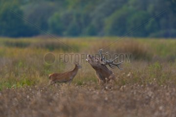 Male red deer roaring in autumn Spain