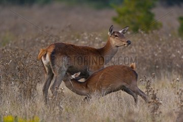 Red deer fawn suckling its mother in autumn Spain