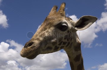 Portrait de Rothschild Giraffe Giraffe Center Nairobi Kenya