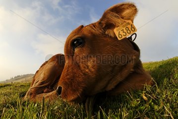Tarine calf lying in a meadow at the Petit Ballon France