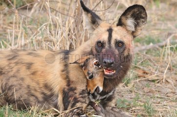African Wild Dog and a young Impala in the mouth Botswana