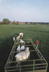 Kühen und Charolais -Kälber in den Frühling stellen