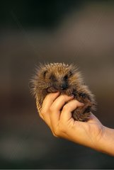 Young Western European Hedgehog in one hand France