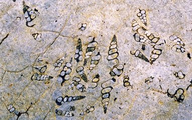 Cerithes in Kalksteinreserve von sechs Fer-à-Cheval Alpes
