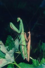 Praying mantis mating