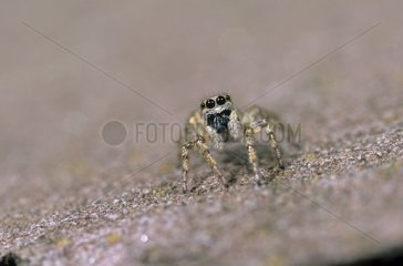 Weibliche salzige Spinne an der Wand eines Frankreichhauses