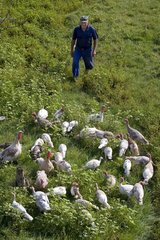 Stockbreeder with his turkeys in the Area of Pleven Bulgaria