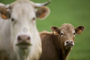 Vache croisée et son veau âgé de 15 jours Picardie