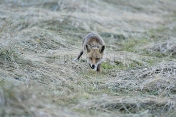 Red fox searching for food Savoie France
