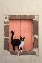Domestic Cat in front of a window Cyclades islands Greece