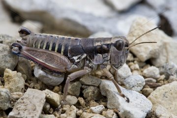 Grasshopper on rock Mont Ventoux Provence France