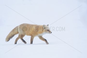 Red fox walking in the snow - Hokkaido Japan