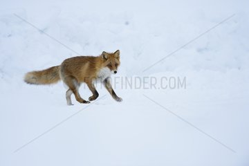 Red fox running in the snow - Hokkaido Japan