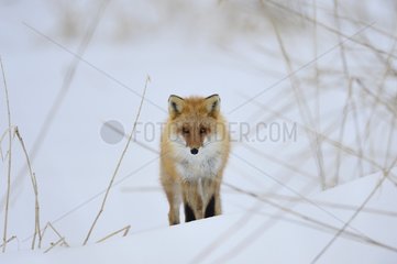 Red fox in the snow - Hokkaido Japan