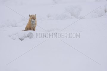 Red fox sitting in the snow - Hokkaido Japan