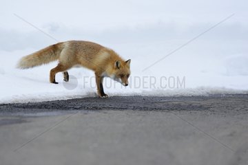 Red fox in the snow at the edge of the water - Hokkaido Japan