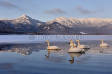 Whooper Swans on water in winter - Hokkaido Japan