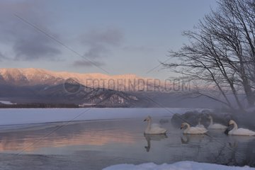 Whooper Swans on water in winter - Hokkaido Japan