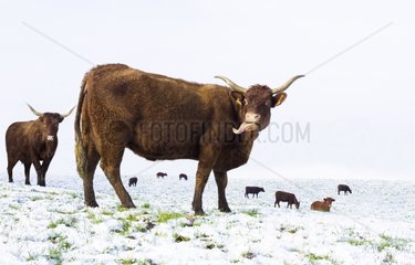 Salers cows in a meadow covered with snow in winter - France