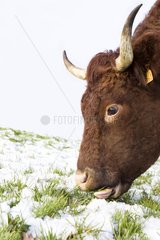 Salers cow in a meadow covered with snow in winter - France