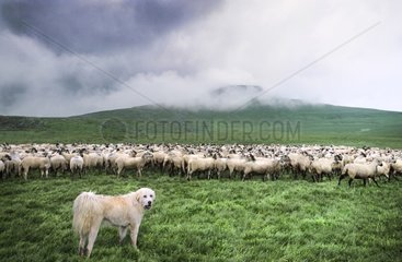 Pyrenean Mountain Dog and Rava Sheep in a sorting park