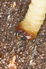 Larva Long-horned Beetle under the bark of a tree - France