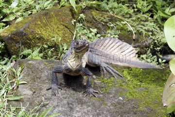 Sailfin lizard on rock - Indonesia