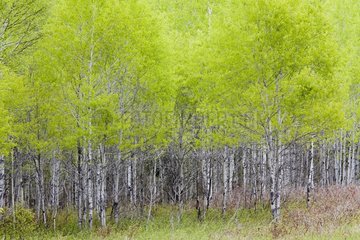Quaking Aspens in boreal forest - Québec Canada