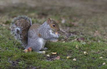 Grey Squirrel eating an acorn - GB