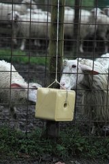 Sardinian sheeps licking a salt block - Tuscany