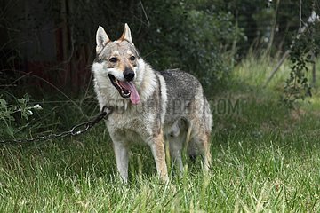 Czechoslovakian wolfdog attached to a chain