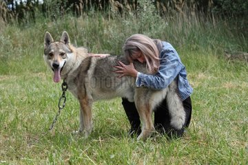 Magnetic therapy on a Czechoslovakian wolfdog
