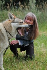 Magnetic therapy on a Czechoslovakian wolfdog