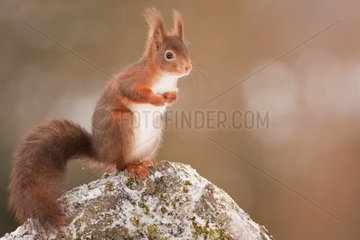 Red squirrel on a rock - Northern Vosges France