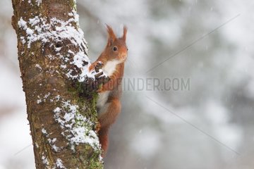 Red squirrel on a trunck - Northern Vosges France