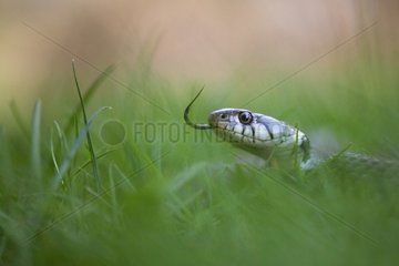 Grass snake in the grass - Northern Vosges France