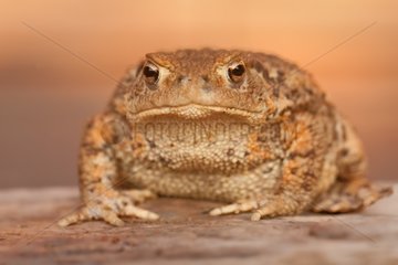 Portrait of European Toad - Northern Vosges France