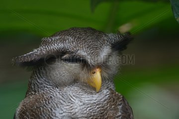 Portrait of Malay eagle owl - Malaysia