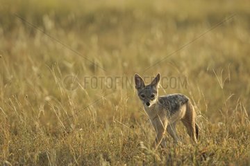 Young Black-backed jackal in the tall grass Tanzania
