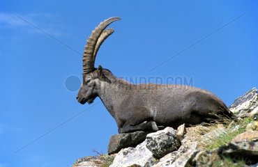 Male ibex the Alps
