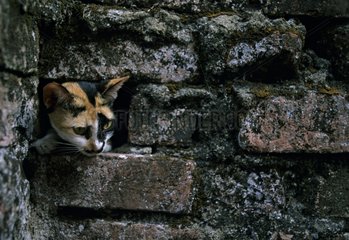 Cat with its head in the hole of a wall India