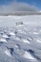Snow-drifts on a plateau of Auvergne in winter
