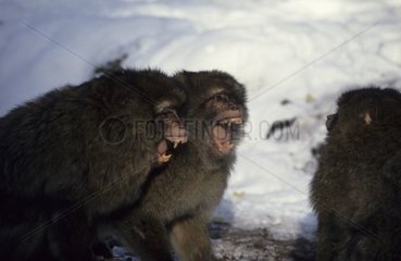 Agression à deux contre un chez les Macaques de Barbarie