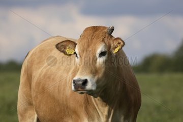 Glanrund cow in a meadow Netherlands