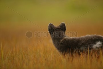 Arctic fox back shot watchful during springtime Iceland