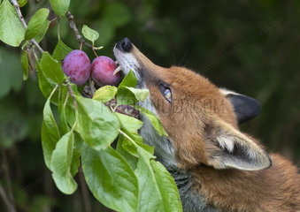 Red fox (Vulpes vulpes) taking a plum from a tree  England