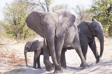 African bush elephant or African savanna elephant (Loxodonta africana)  Moremi National Park  Bostwana